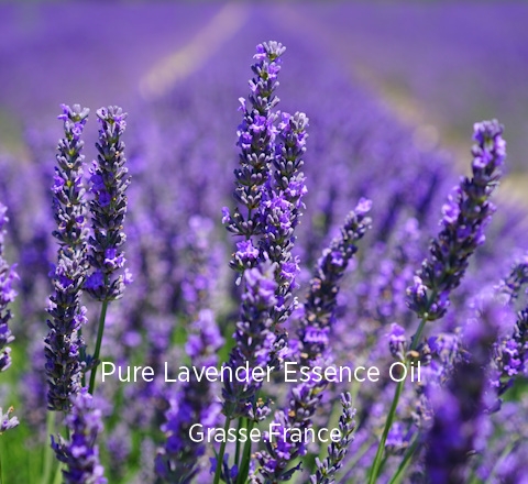 Pure Lavender Essence Oil